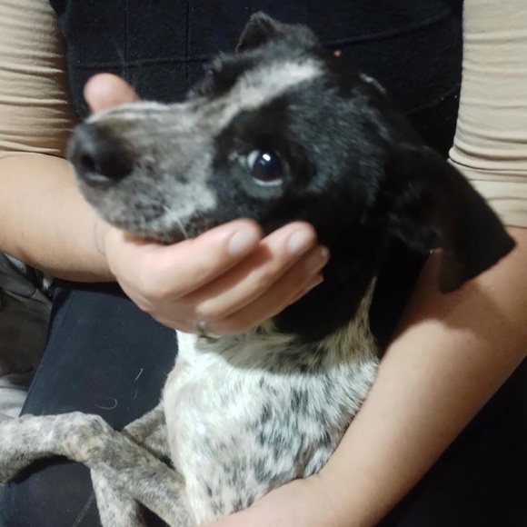 Here are some of my rescues ❤️ will add pics of every saved animal 🙏 - Picture 4 of 12